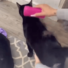 FurNova™ | Cepillo profesional quitapelos para perros y gatos